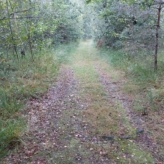 Mooi perceel bos van ruim 1,5 ha in As