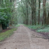 Mooi perceel bos van ruim 1,5 ha in As