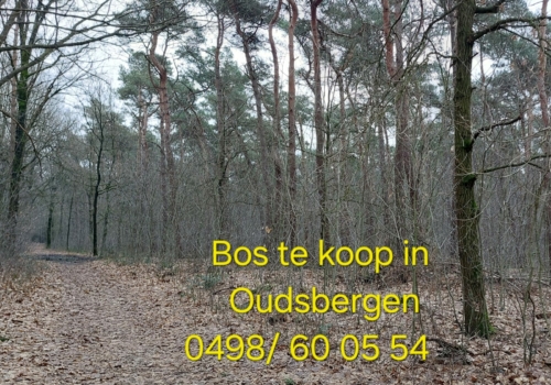 Mooi perceel bosgrond in Oudsbergen