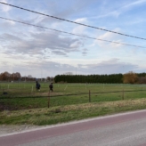 Omheinde weide, langs straatkant, Tierstraat te Diepenbeek